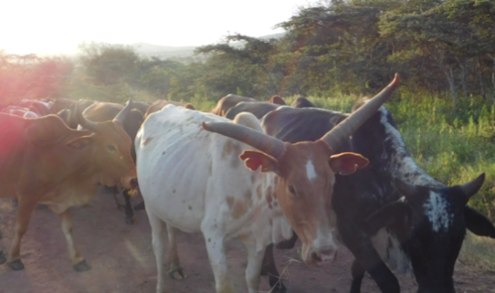 picture of cows